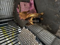 Belçika kurdu 5 aylık