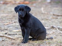 Golden Retriever - Labrador Retriever Mix Bebekler
