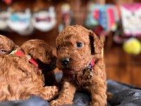 MUHTEŞEM TOY POODLE BEBEKLER
