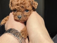KORE RED BROWN TOY POODLE YAVRULARI