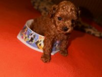 Toypoodle Yavrularımız