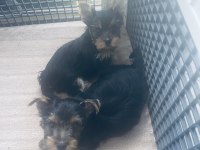 Safkan 2 minik erkek yorkshire terrier