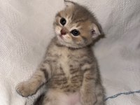 Çok Sevimli British Shorthair Ve Scottish Fold Yavrular