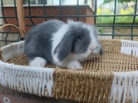 Hollanda teddy lop tavşan yavrular