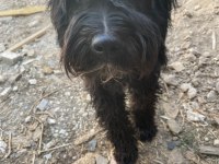 Siyah genç erkek köpeğimiz