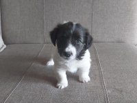 Jack Russell Yavruları