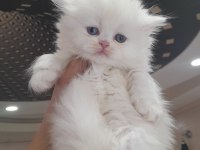 Muhteşem british longhair erkek bebek