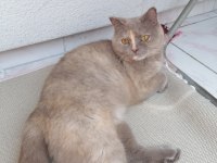 Ücretsiz sahiplendirme british shorthair kedimiz