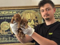 TOY POODLE YAVRU KÖPEKLERİMİZ