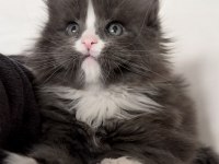 Full şecereli mükemmel profilde dev Maine Coon yavruları