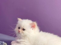 2 aylık British Longhair Dişi