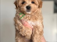 Maltipoo Yavru Köpekler