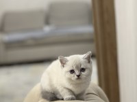 Irkının En İyisi Mavi Göz British Shorthair Yavrum
