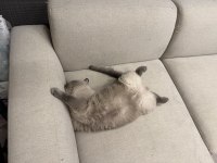 Scottish fold gri