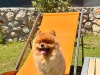 3 yaşında pomeranian sahiplendirme