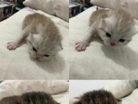 YENI DOĞMUŞ REZERVE YAVRU