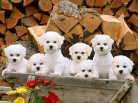 Maltese Terrier Yavrularımız Canlı Görerek Alabilirsiniz
