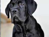 Şecere belgeli ırk ve sağlık garantili cane corso yavrular