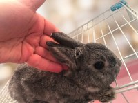 Hollanda Cüce Erkek Damızlık Chinchilla Renk Tavşan