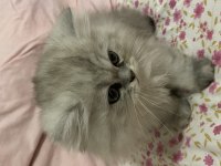 British longhair yavruma acil yuva aranıyor