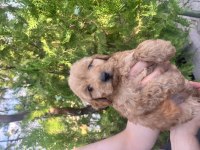 TOY POODLE VE MALTİPOO BEBEKLER