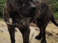 Sahibinden 8 aylık cane corso