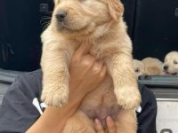 Tatlı Golden Retriever bebekler