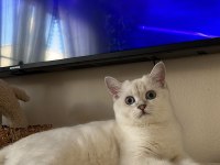 4 aylık erkek british shorthair silver point
