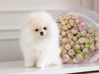 Teacup Teddy Bear Pomeranian
