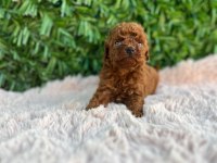 Toy poodle bebekler