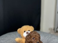 Kore Poodle