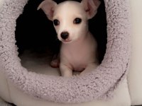 En güzel chihuahua bebek