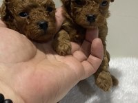 Teacup kore kan 1 aylık poodle yavrular