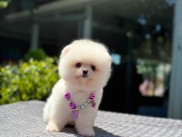 Ayıcık Surat Pomeranian Boo Yavrumuz
