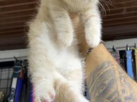 Siyah renk balgöz british shorthair
