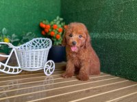 Toy Poodle Köpekler Referans Yavru