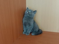 British shorthair lilac ve gri