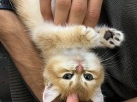 British shorthair golden shaded 2 aylık yavru dişi