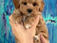 Kore Maltipoo yavruları