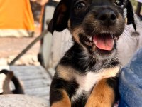 Orjinal ırk minyatür pinscher