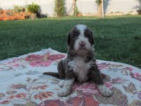 TR de nadir bulunan irklardan ausiee doodle yavrularimiz