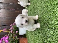 Kore maltese kilo garantili yavrular