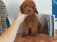 Köpeğimizin adını siz koyun
