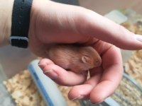 SEVİMLİ ufak hamster yavrular