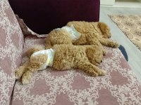 Minik köpeklerim