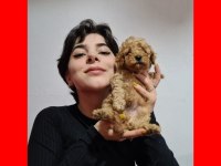 HARİKA KALİTEDE POODLE YAVRULARIMIZ