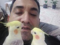 Sağlıklı ev beslemesi yavru sultan papağanlar