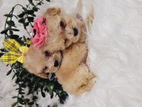 Maltipoo tecup
