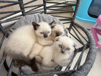British shorthair ve scottish fold yavrularımız