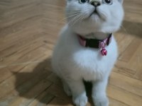 Mavi gözlü blue point british shorthair yavrular